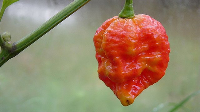 the hottest chili pepper